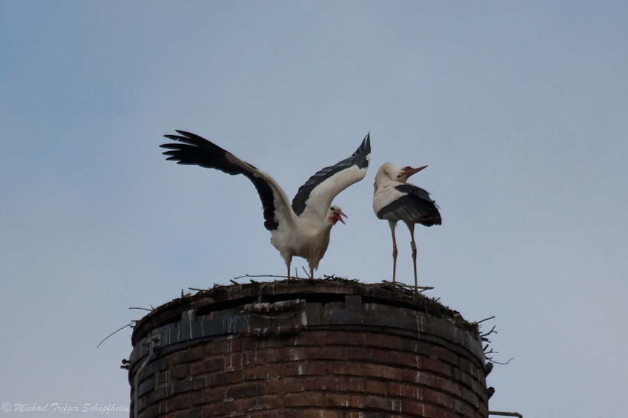 Storch 2009-011.JPG